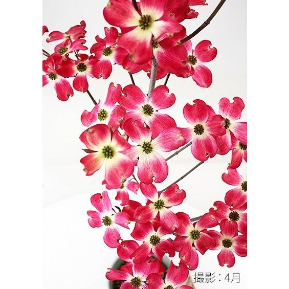 ハナミズキ 『 ジュニアミス 』 18cmポット苗 : 花と緑の専門店 土っ子