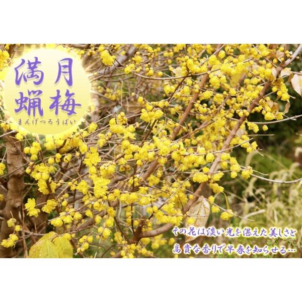 満月蝋梅 （まんげつろうばい） 2個セット （ 送料無料 ） 5号鉢植え