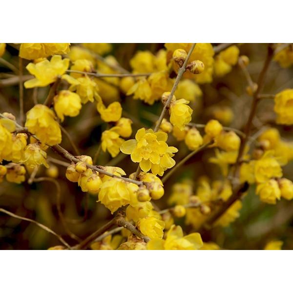 香る花木 『 満月蝋梅 （ マンゲツロウバイ ） 』 7号鉢植え 接ぎ木苗