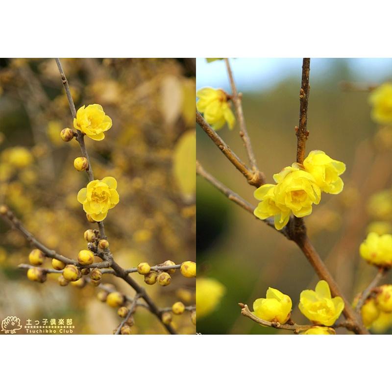 花芽付き ) 満月蝋梅 マンゲツロウバイ 5号鉢植え 接ぎ木苗 花芽付き ) 満月蝋梅 マンゲツロウバイ 5号鉢植え 接ぎ木苗