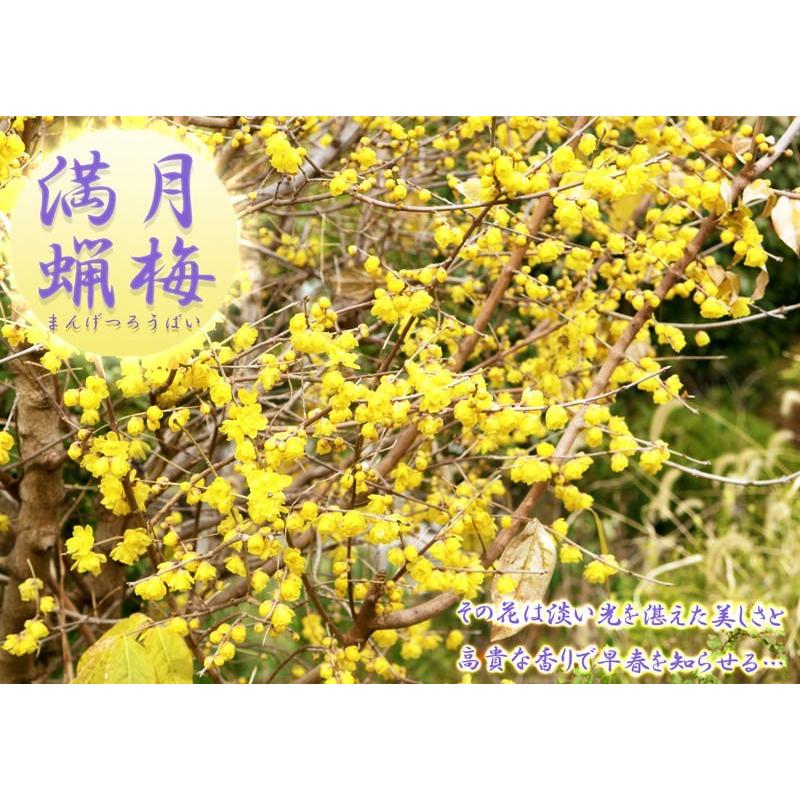 花芽付き ） 満月蝋梅 マンゲツロウバイ 5号鉢植え 接ぎ木苗 贈答