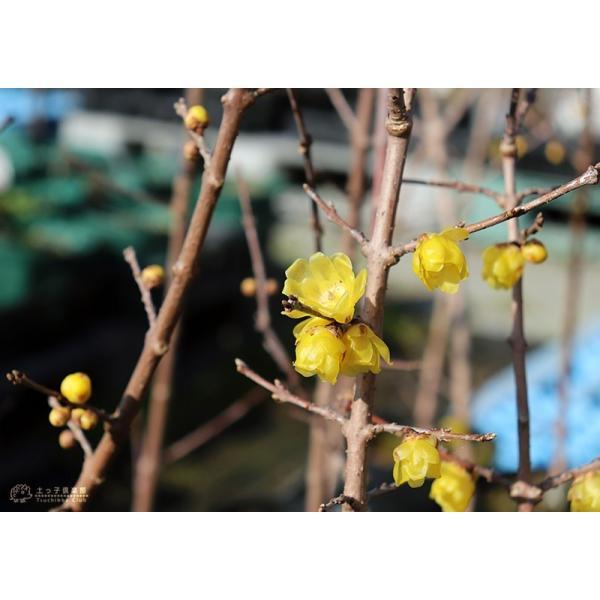 香る花木 『 満月蝋梅 ( マンゲツロウバイ ) 』 5号鉢植え 香る花木 『 満月蝋梅 ( マンゲツロウバイ ) 』 5号鉢植え