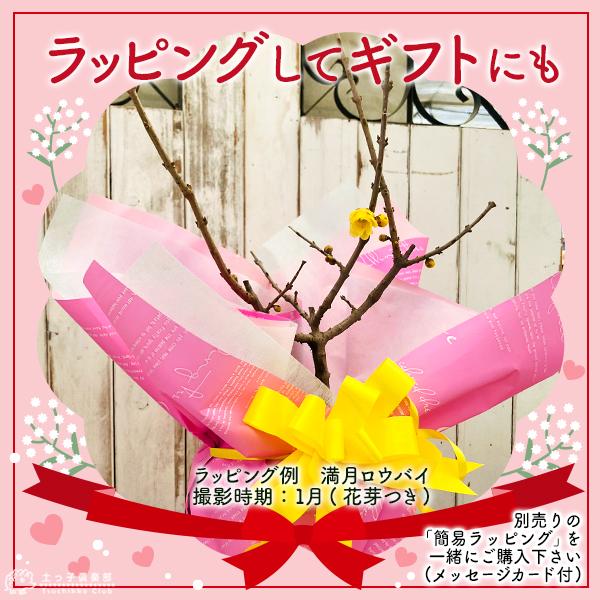 香る花木 『 満月蝋梅 （ マンゲツロウバイ ） 』 5号鉢植え 接ぎ木苗