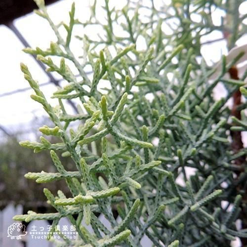 コニファー 『 サルフレア 』 10.5cmポット苗木 （ クリスマスの木