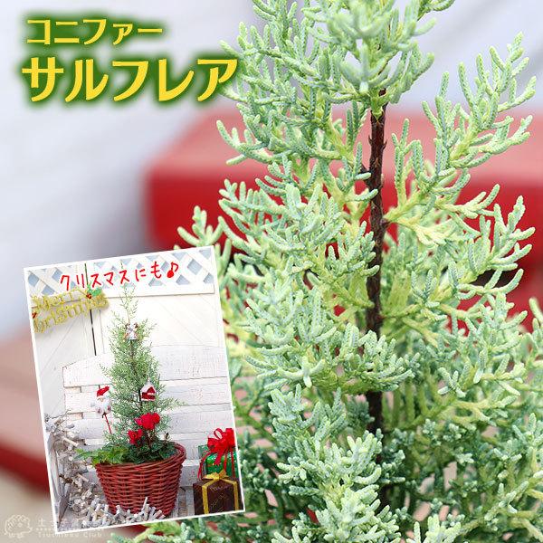新作人気モデル コニファー サルフレア 15cmポット苗木 18％OFF クリスマスの木