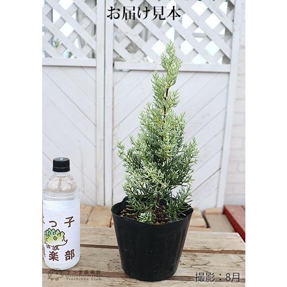 コニファー サルフレア 15cmポット苗木 クリスマスの木 T 298 15 花と緑の専門店 土っ子倶楽部 通販 Yahoo ショッピング