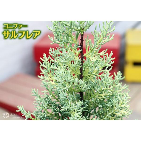 コニファー 『 サルフレア 』 15cmポット苗木 （ クリスマスの木