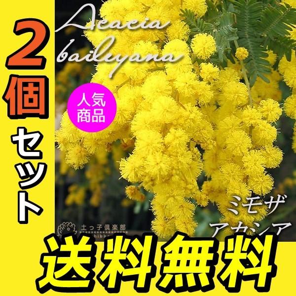 ミモザアカシア （ ゴールデンミモザ ） 2個セット 送料無料 9cmポット