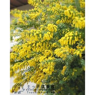 ミモザアカシア （ ゴールデンミモザ ） 2個セット 送料無料 9cmポット