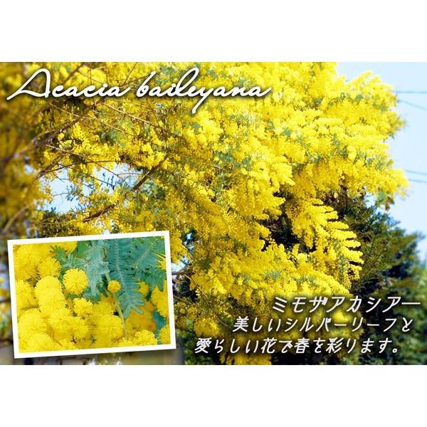 ミモザアカシア （ ゴールデンミモザ ） 2個セット 送料無料 9cmポット