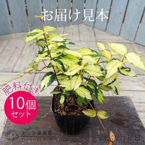 黄金かずら 9cmポット苗 10個セット 肥料800gプレゼント 黄金かずら 9cmポット苗 10個セット 肥料800gプレゼント