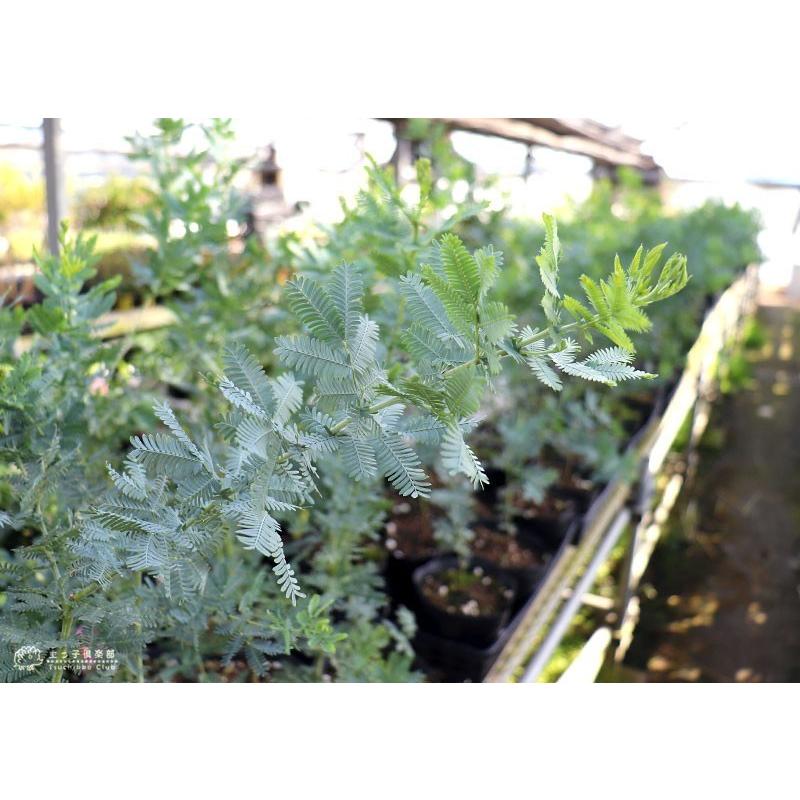 ミモザアカシア 5号（15cm）ポット苗木 （ 銀葉アカシア ） 【2個