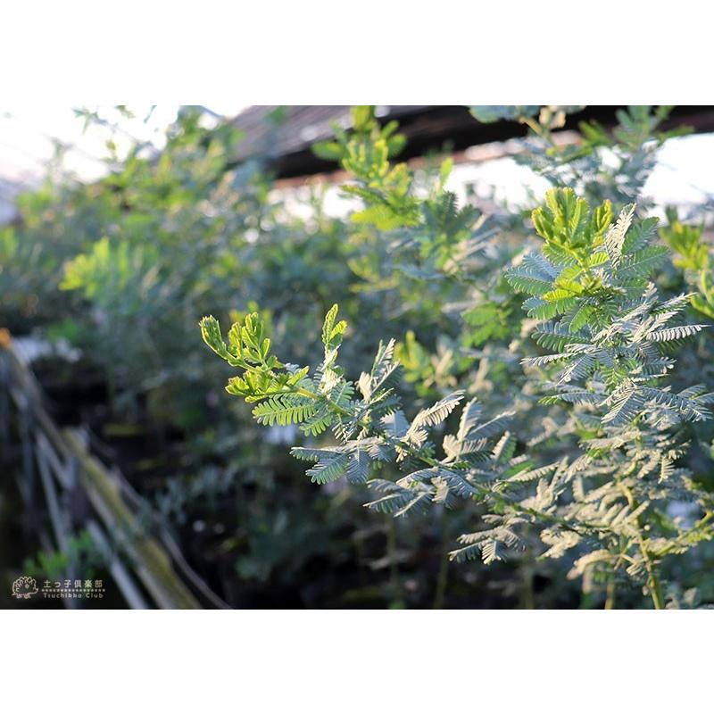 ミモザアカシア 5号（15cm）ポット苗木 （ 銀葉アカシア ） 【2個