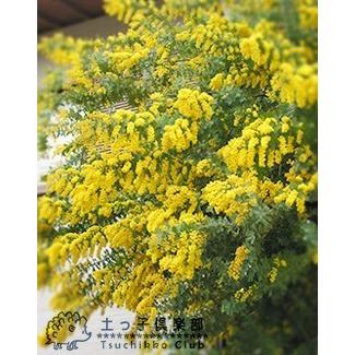 ミモザアカシア 7号大苗 ( 銀葉アカシア ) : 花と緑の専門店 ミモザアカシア 7号大苗 ( 銀葉アカシア ) : 花と緑の専門店