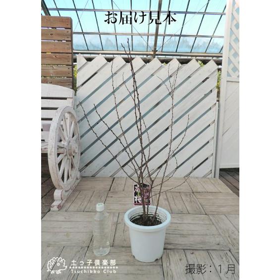 庭桜 ( ニワザクラ ) 』 ピンク 八重咲き 6号鉢植え : 花と緑 庭桜 ( ニワザクラ ) 』 ピンク 八重咲き 6号鉢植え : 花と緑