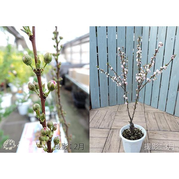 庭桜 ニワザクラ ピンク 八重咲き 6号鉢植え お届け時には 今期の花は終了しています T 310 P 花と緑の専門店 土っ子倶楽部 通販 Yahoo ショッピング