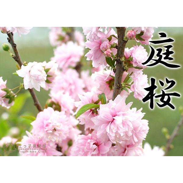 庭桜 ( ニワザクラ ) 』 ピンク 八重咲き 6号鉢植え : 花と緑 庭桜 ( ニワザクラ ) 』 ピンク 八重咲き 6号鉢植え : 花と緑