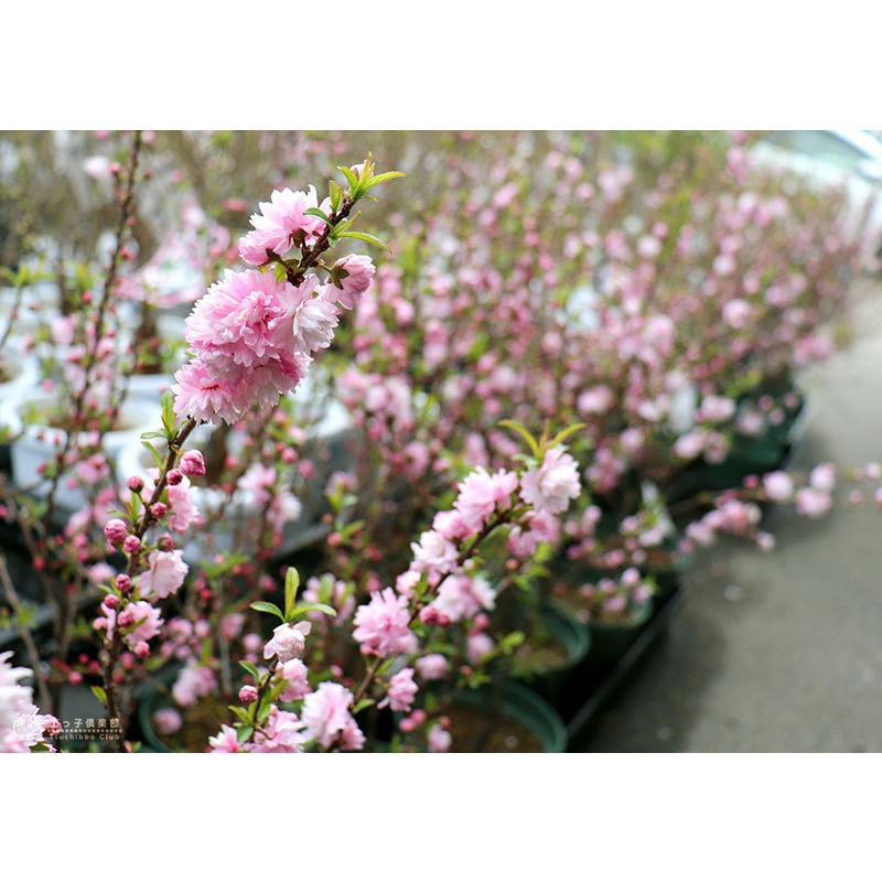 庭桜 ( ニワザクラ ) 』 ピンク 八重咲き 6号鉢植え : 花と緑 庭桜 ( ニワザクラ ) 』 ピンク 八重咲き 6号鉢植え : 花と緑
