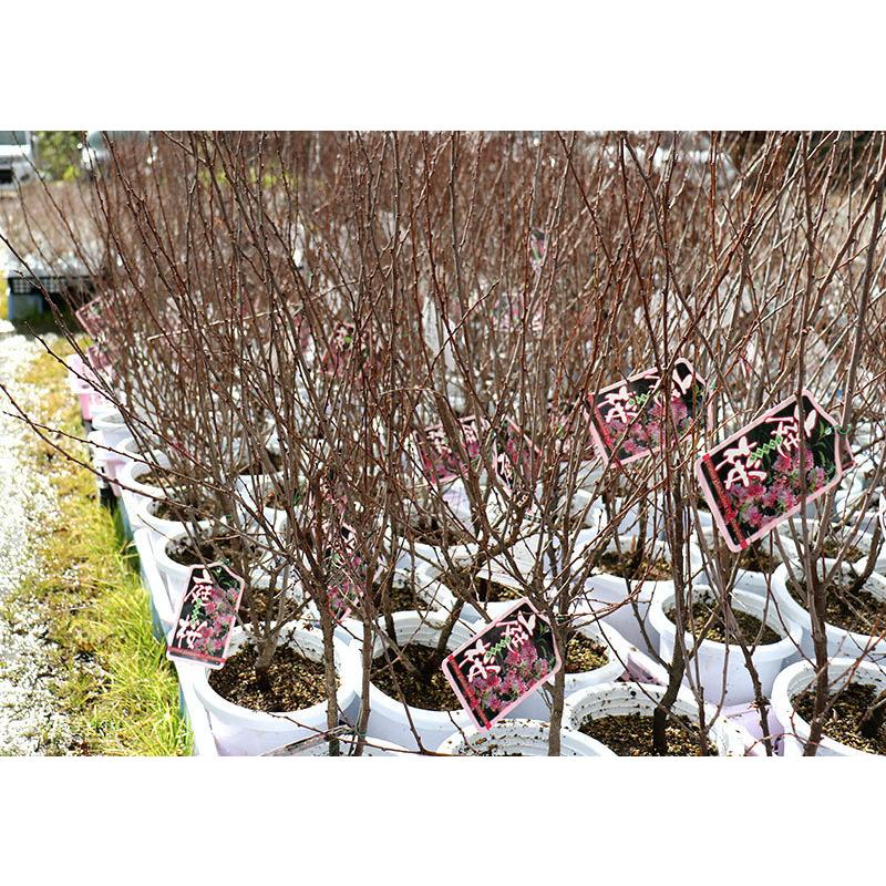 庭桜 ( ニワザクラ ) 』 ピンク 八重咲き 6号鉢植え : 花と緑 庭桜 ( ニワザクラ ) 』 ピンク 八重咲き 6号鉢植え : 花と緑
