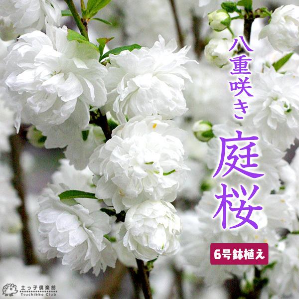 『 庭桜 （ ニワザクラ ） 』 白花 （ 八重咲き ） 6号鉢植え（Yahoo!・花と緑の専門店 土っ子倶楽部）