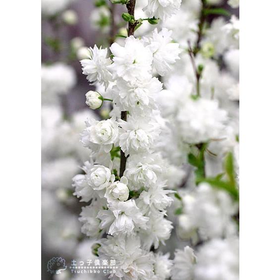花芽付き 庭桜 ニワザクラ 白花 八重咲き 6号鉢植え T 310 W 花と緑の専門店 土っ子倶楽部 通販 Yahoo ショッピング