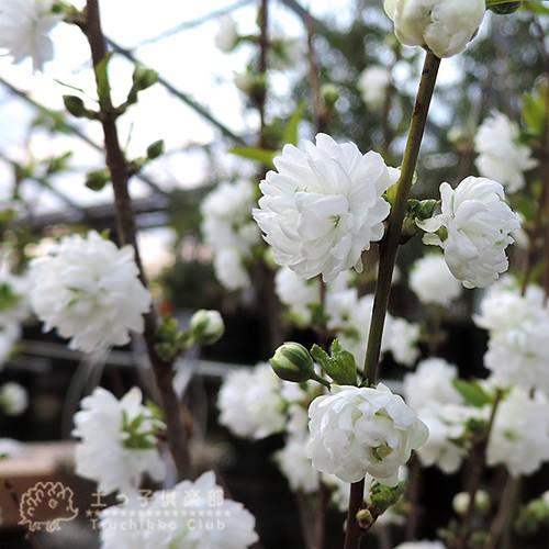 庭桜 （ ニワザクラ ） 』 白花 八重咲き 6号鉢植え : 花と緑の専門店