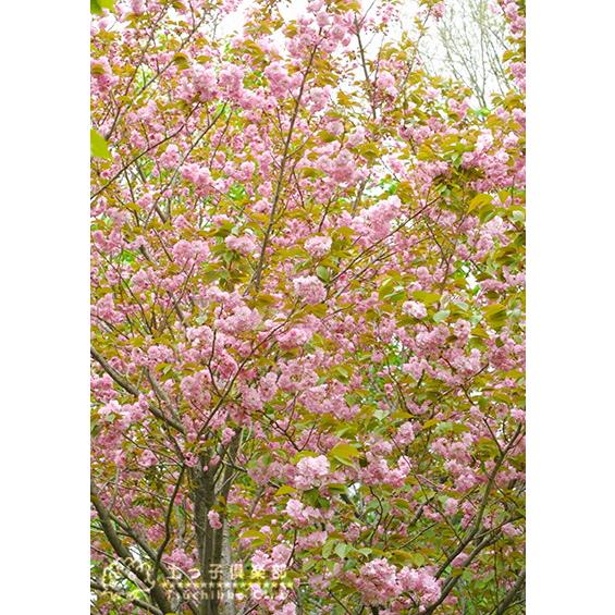 桜 『 関山 （ かんざん ）』 接ぎ木 10.5cmポット 苗木 サクラ 桜の苗