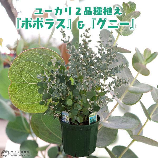 ユーカリ 2品種植え ポポラス グニー 8号スリット鉢 T 315 花と緑の専門店 土っ子倶楽部 通販 Yahoo ショッピング