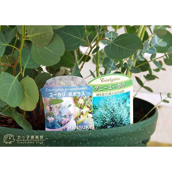 母の日寄せ植え ユーカリ 2品種植え ポポラス グニー 8号スリット鉢 送料無料 T 315 Ma 花と緑の専門店 土っ子倶楽部 通販 Yahoo ショッピング