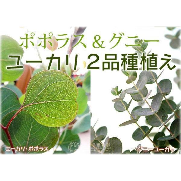 母の日 寄せ植え ユーカリ 2品種植え ポポラス＆グニー 8号スリット鉢
