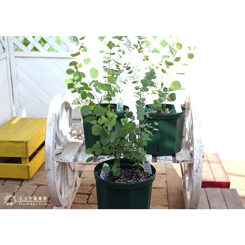 母の日 寄せ植え ユーカリ 2品種植え ポポラス＆グニー 8号スリット鉢