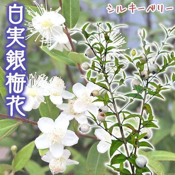 白実 銀梅花『 シルキーベリー 』 12cmポット苗 （ ギンバイカ マートル ） 珍種｜produce87