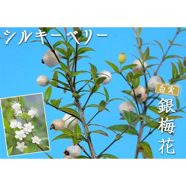白実 銀梅花 シルキーベリー 12cmポット苗 ギンバイカ マートル 珍種 T 316 12 花と緑の専門店 土っ子倶楽部 通販 Yahoo ショッピング