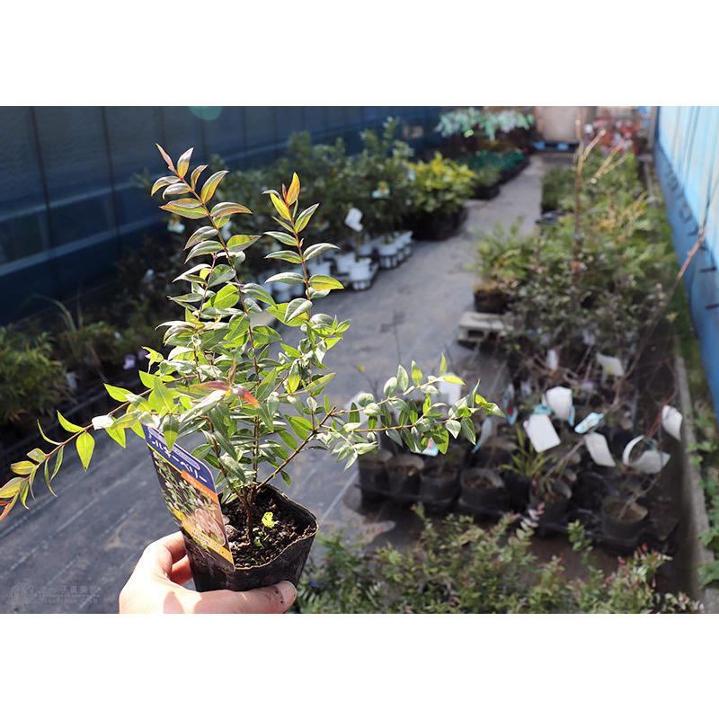 白実 銀梅花 シルキーベリー 9cmポット苗 ギンバイカ マートル 珍種 T 316 9 花と緑の専門店 土っ子倶楽部 通販 Yahoo ショッピング