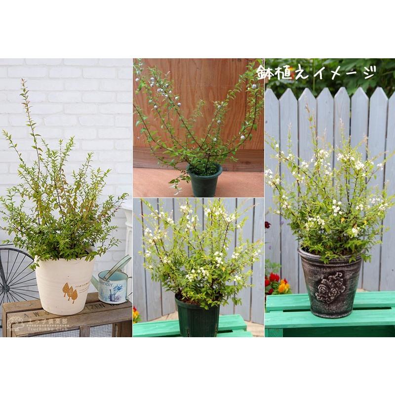 白実 銀梅花 シルキーベリー 9cmポット苗 ギンバイカ マートル 珍種 T 316 9 花と緑の専門店 土っ子倶楽部 通販 Yahoo ショッピング