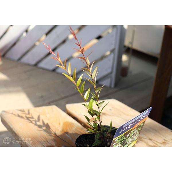 白実 銀梅花 シルキーベリー 9cmポット苗 ギンバイカ マートル 珍種 T 316 9 花と緑の専門店 土っ子倶楽部 通販 Yahoo ショッピング