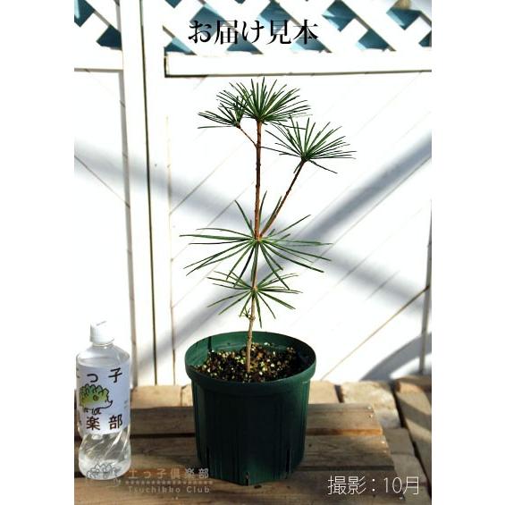 コウヤマキ （ 高野槇 ） 6号スリット鉢植え : 花と緑の専門店 土っ子
