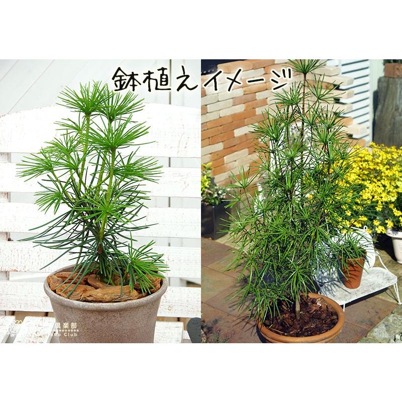 コウヤマキ （ 高野槇 ） 6号スリット鉢植え : 花と緑の専門店 土っ子