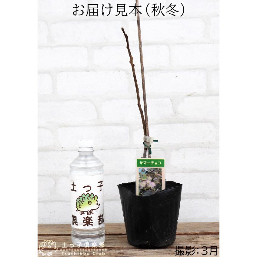 銅葉 ネムノキ 『 サマーチョコレート 』 接ぎ木13.5cmポット苗 : 花と