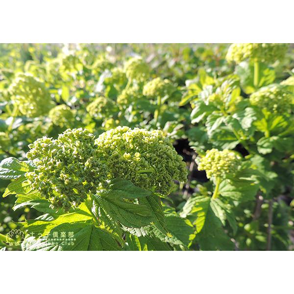 ビバーナム 『 スノーボール 』 5号鉢植え : 花と緑の専門店 土っ子