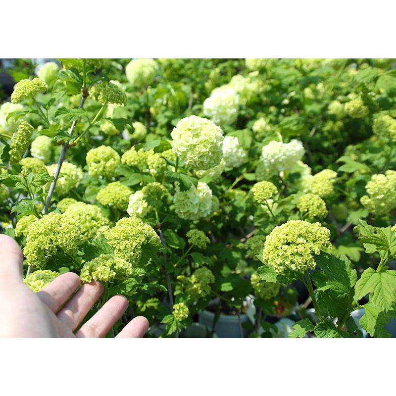 ビバーナム 『 スノーボール 』 5号鉢植え : 花と緑の専門店 土っ子