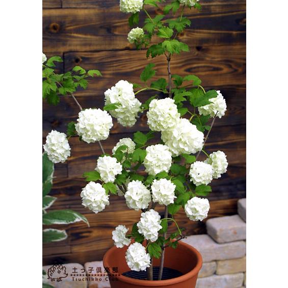 ビバーナム 『 スノーボール 』 5号鉢植え : 花と緑の専門店 土っ子