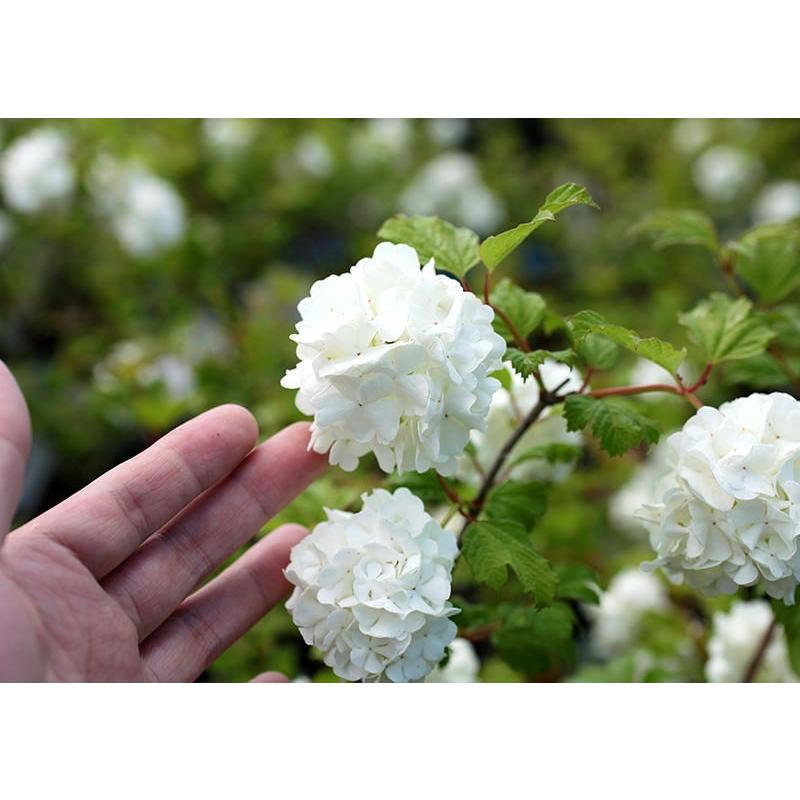 ビバーナム スノーボール 苗木 5号鉢植え T 322 H5 花と緑の専門店 土っ子倶楽部 通販 Yahoo ショッピング