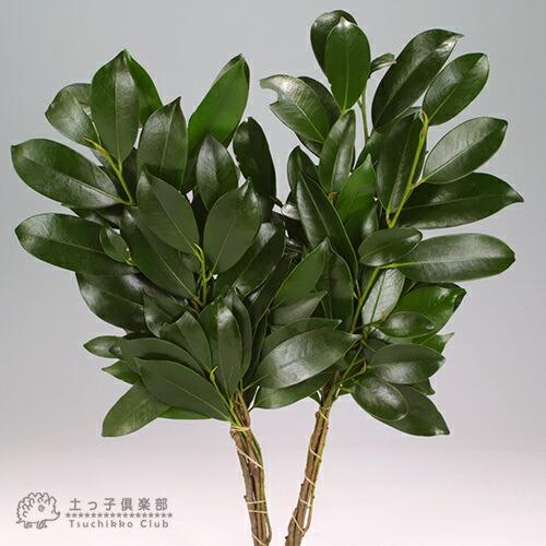 サカキ （ 榊 ） 10.5cmポット苗 ホンサカキ : 花と緑の専門店 土っ子