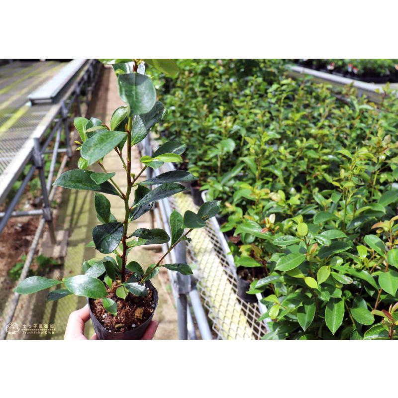 サカキ （ 榊 ） 10.5cmポット苗 ホンサカキ : 花と緑の専門店 土っ子