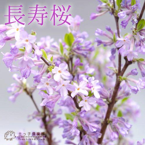 長寿桜 （ チョウジュザクラ ） 4号鉢植え :t-330:花と緑の専門店 土っ 