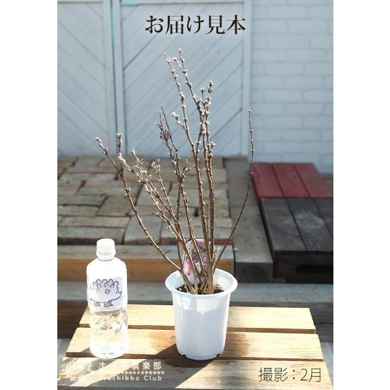 長寿桜 （ チョウジュザクラ ） 4号鉢植え 【2個セット】 【送料無料】｜produce87｜03