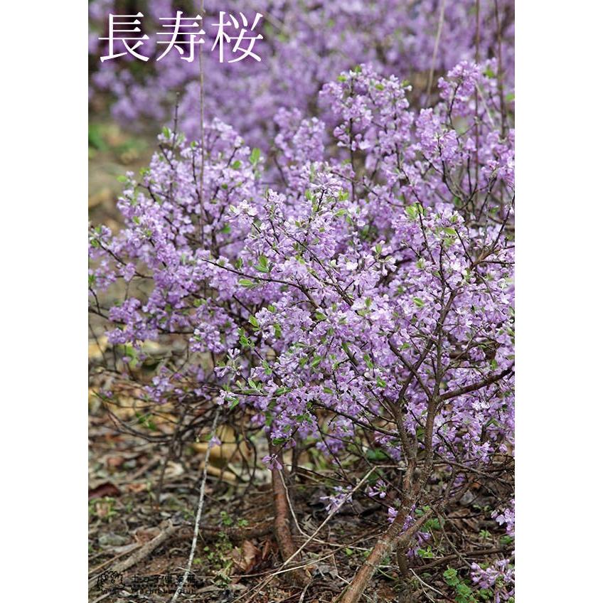 長寿桜 ( チョウジュザクラ ) 4号鉢植え 【2個セット】 【送料 長寿桜 ( チョウジュザクラ ) 4号鉢植え 【2個セット】 【送料