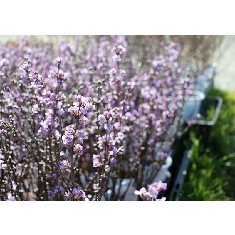 長寿桜 ( チョウジュザクラ ) 4号鉢植え 【2個セット】 【送料 長寿桜 ( チョウジュザクラ ) 4号鉢植え 【2個セット】 【送料