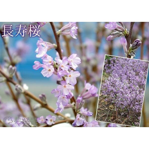 長寿桜 ( チョウジュザクラ ) 4号鉢植え 【2個セット】 【送料 長寿桜 ( チョウジュザクラ ) 4号鉢植え 【2個セット】 【送料